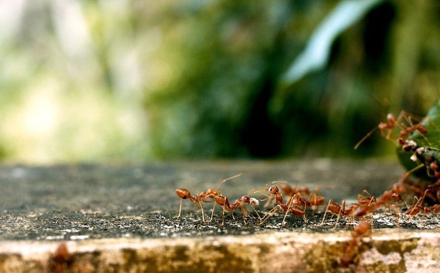 Jak se zbavit mravenců na zahradě?